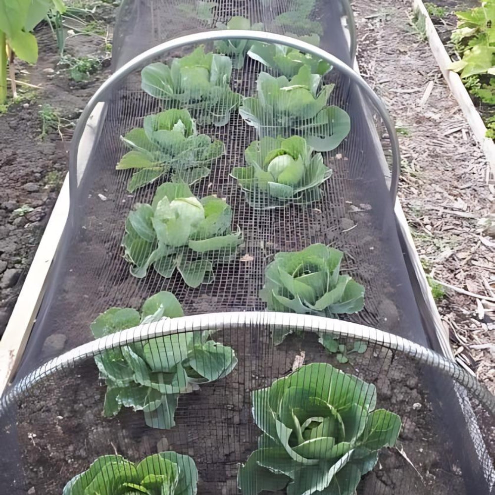 Cabbages growing in a garden with a protective netting.
