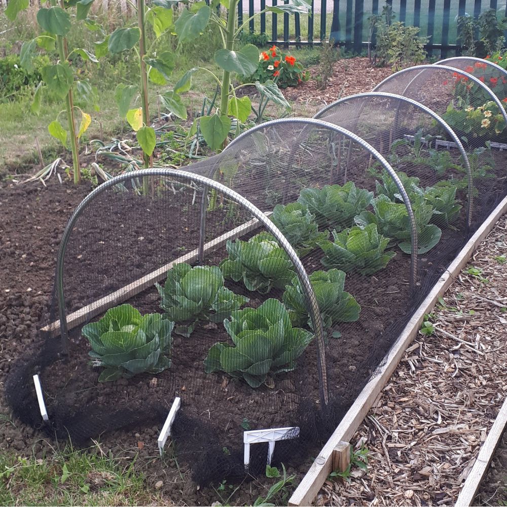 Vegetable garden with cabbages 