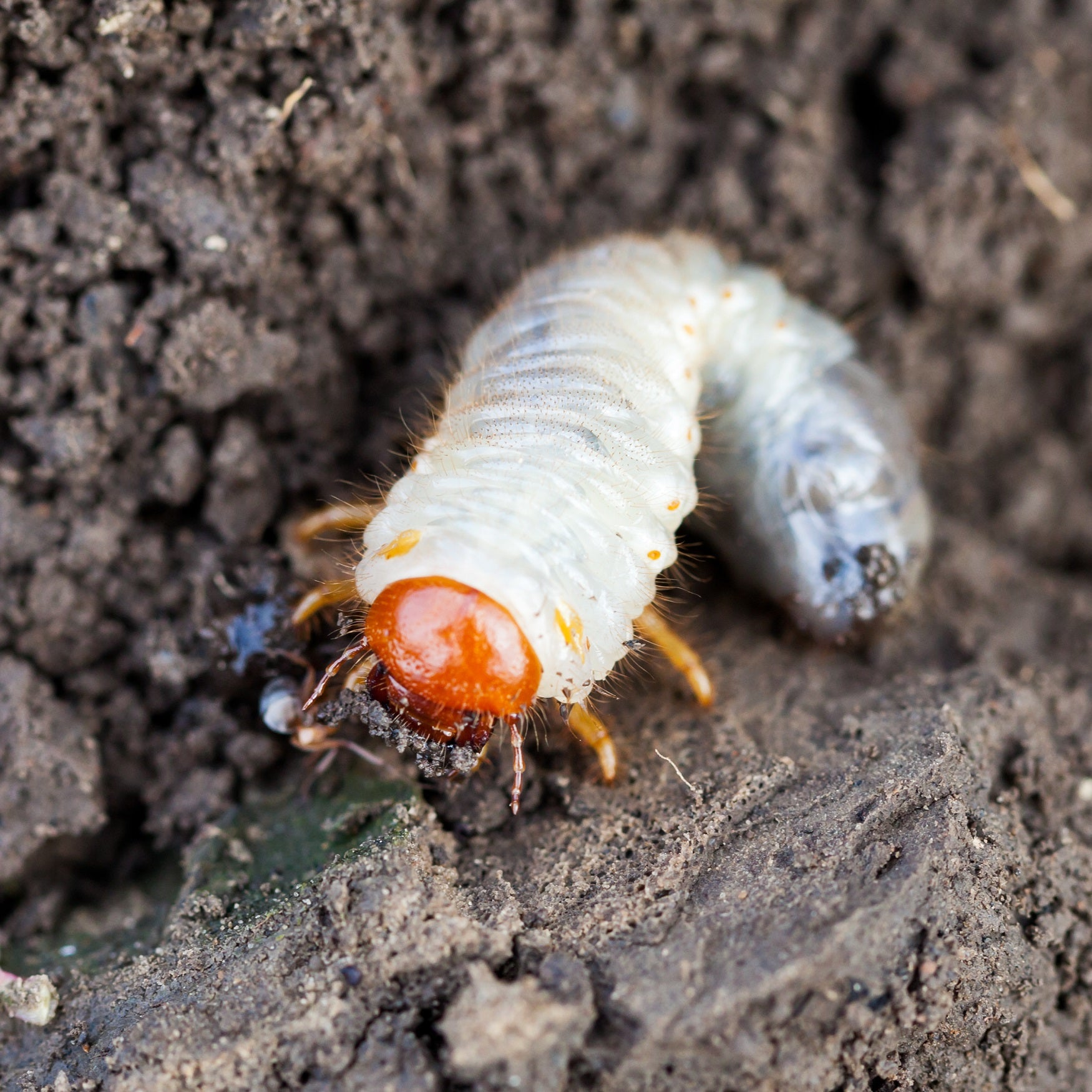 Chafer grub on soil with orange legs