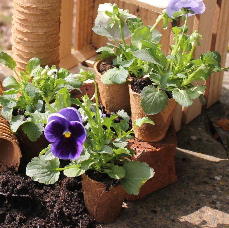 can you plant fibre pots Wood Fibre Pots for Biodegradable Planting