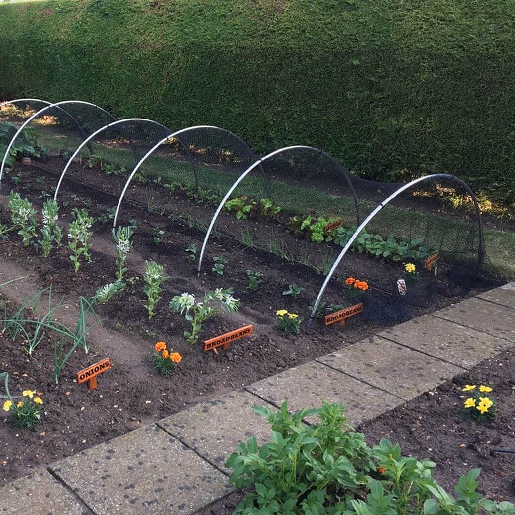 Garden bed with rows of plants and a garden hoops, surrounded by grass and pavement.