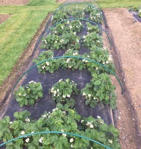 Garden with rows of plants supported by green arches on a black plastic mulch.
