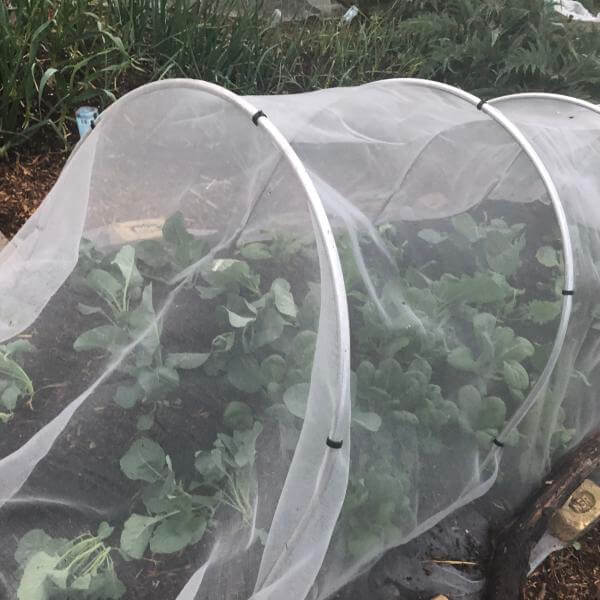 Vegetable plants under a Veggiemesh ultra fine with garden hoops in a garden setting