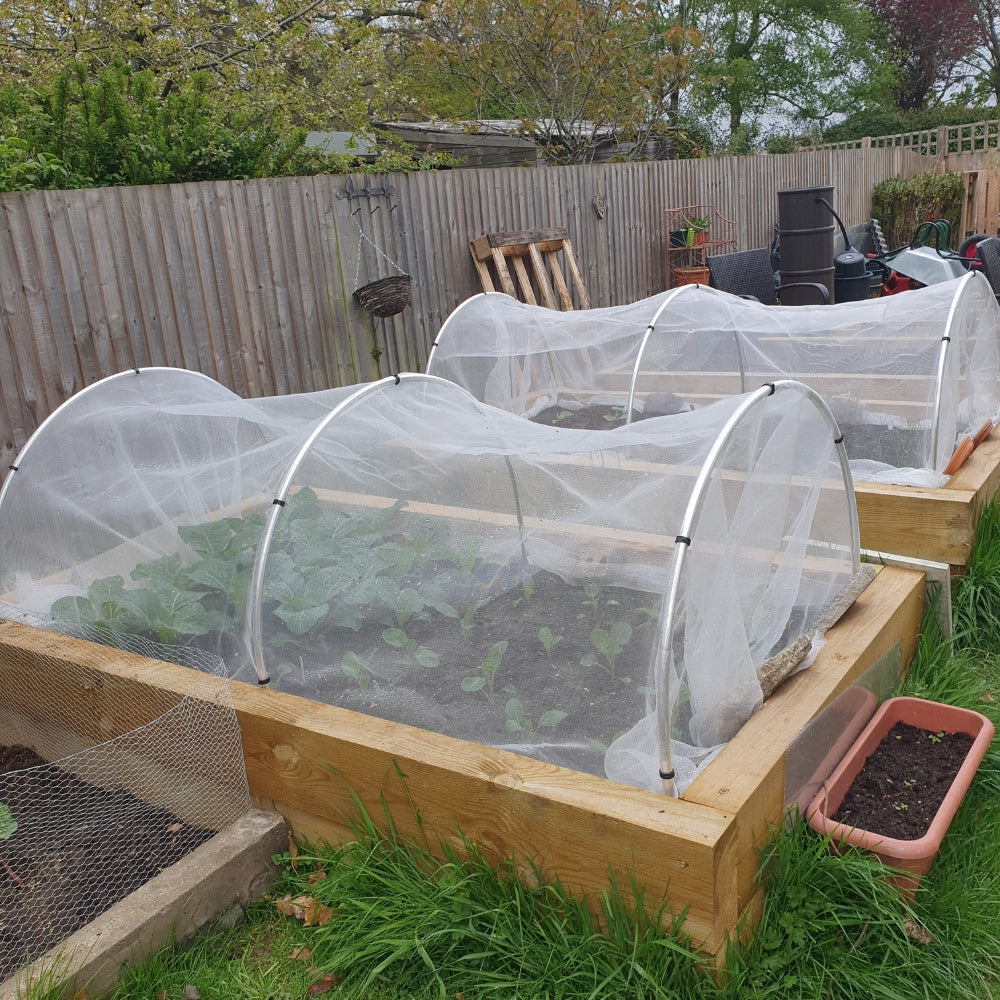 Vegetable garden with raised beds 