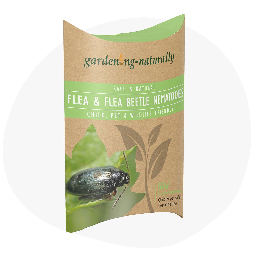 Nematodes For Fleas And Flea Beetle Garden Control nematodes-for-fleas-and-flea-beetle-garden-control