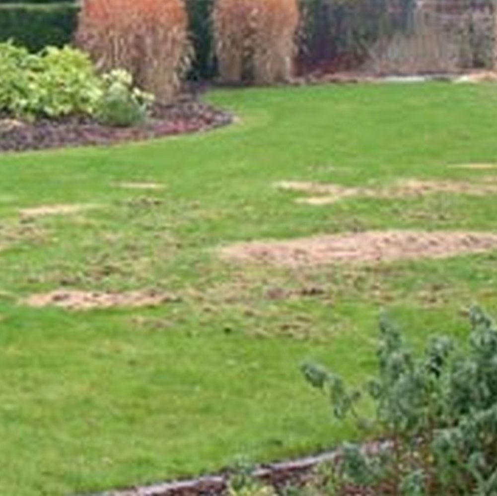 Lawn damage caused by leatherjacket pests 