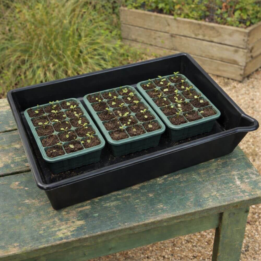 Seedling trays in a black tray on a wooden table outdoors