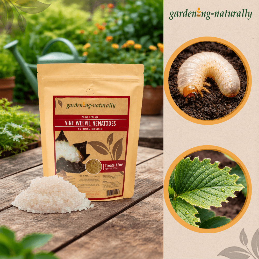 Package of garden-naturally vine weevil nematodes with images of a nematode and affected plant on a natural background.