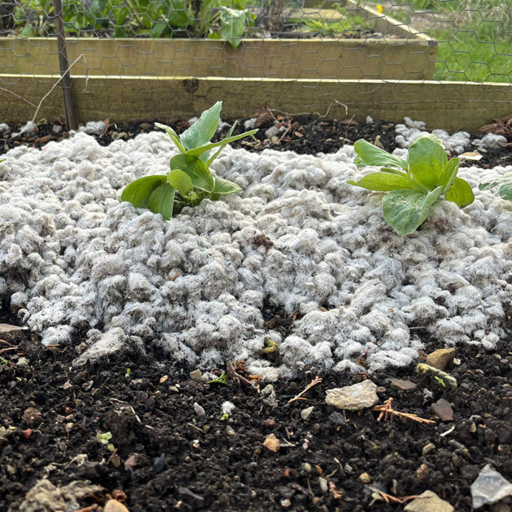 Seedlings emerging from a layer of woolch mulch in a garden bed.