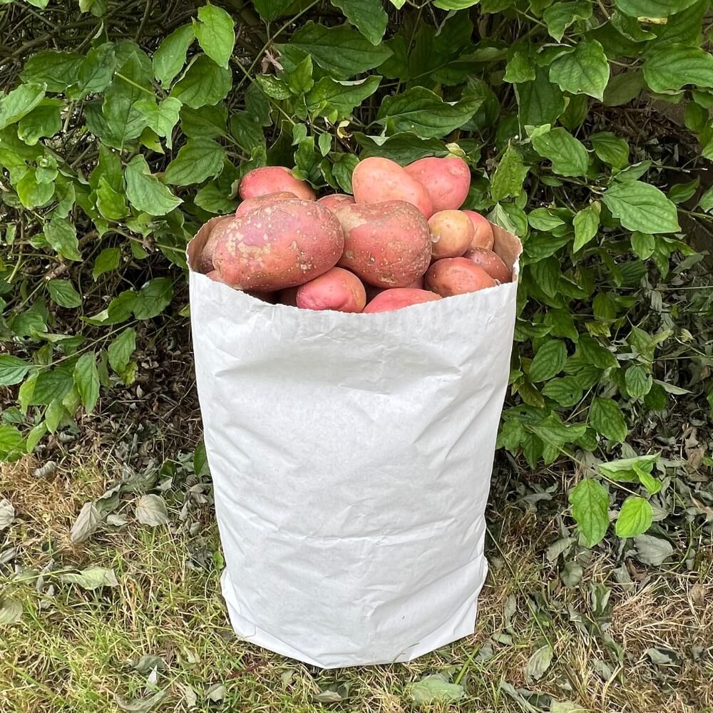 White Paper potato sacks with potatoes in garden