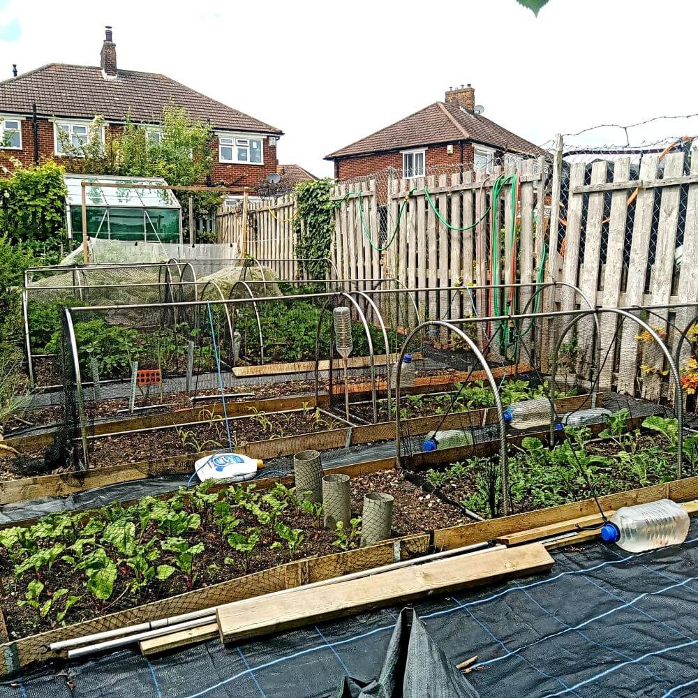 Vegetable garden with raised beds and a wooden fence in the background