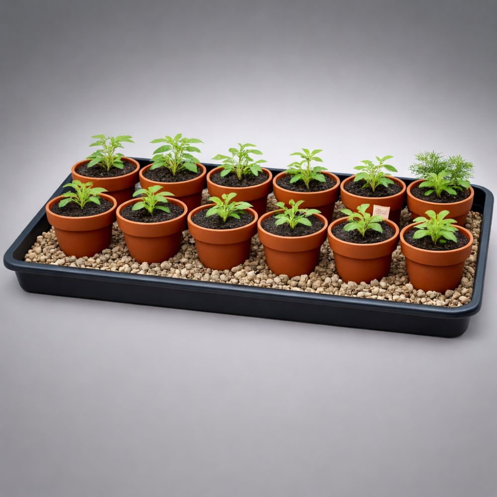 Tray with small potted plants on a gray background