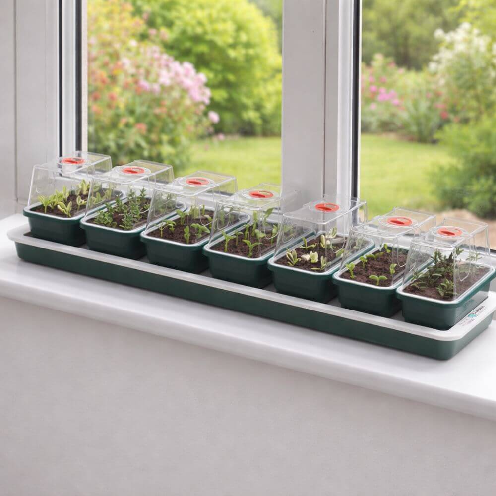 Seedling trays on a windowsill with plants growing inside, outdoors.