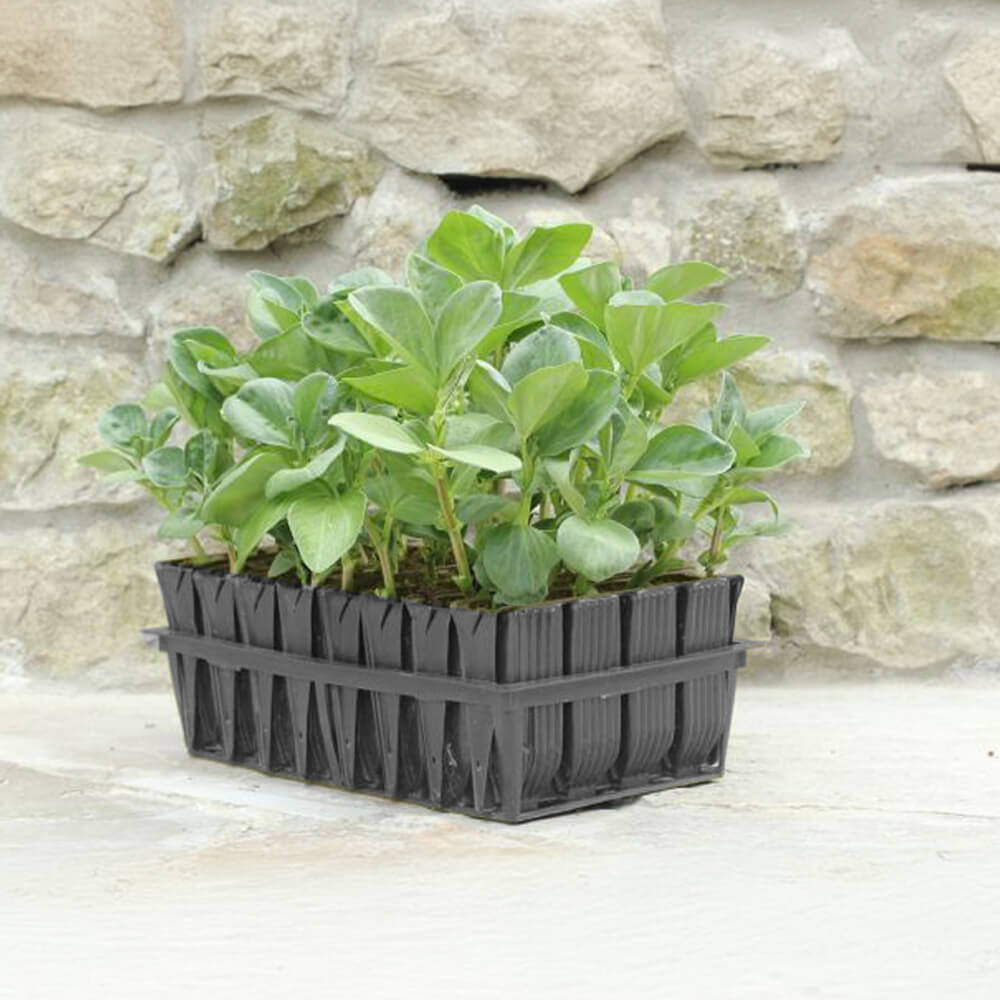 black root trainer by wall with plants in