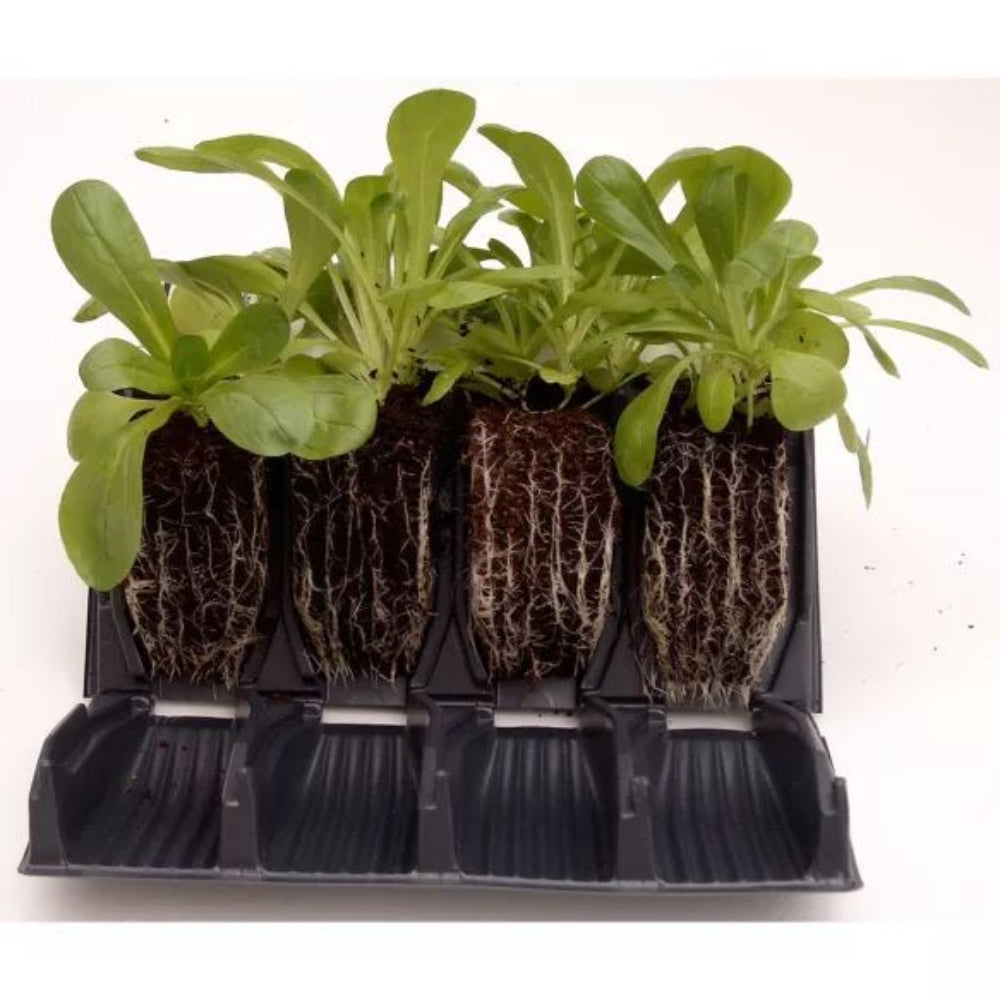 young plant seedlings in a rootrainer