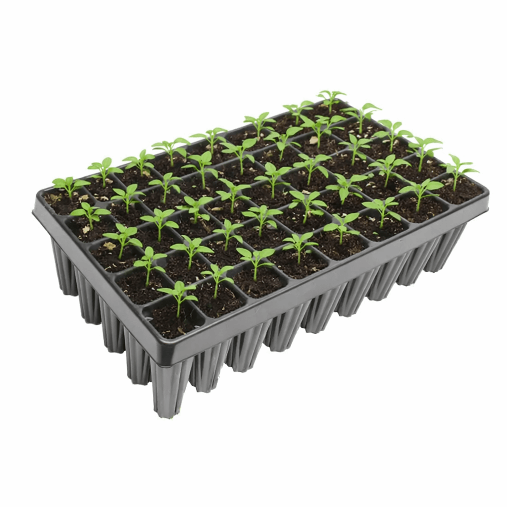 Seedling tray with young plants in a black plastic container on a white background