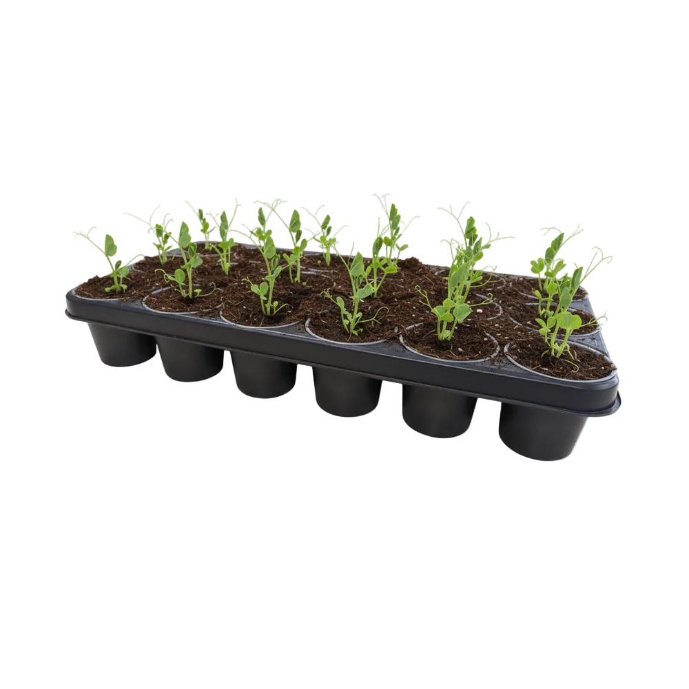 Tray of young plants in soil on a white background