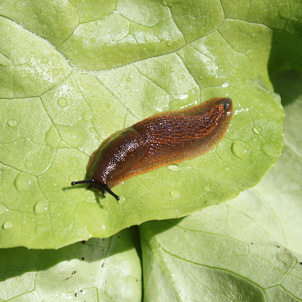 a slug on a lettuce in garden