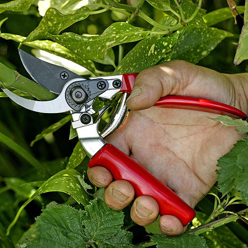 Small red sucateurs being used to trim plants