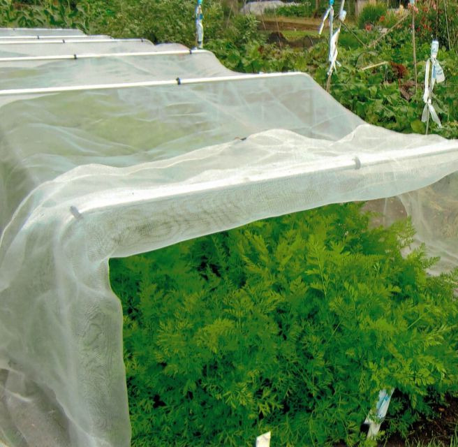 Green plants growing under square hoops in a garden setting