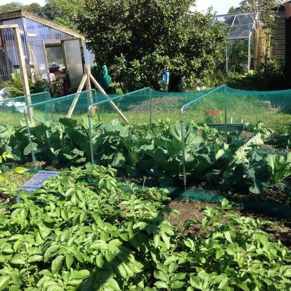 Vegetable garden with rows of plants and a greenhouse in the background.