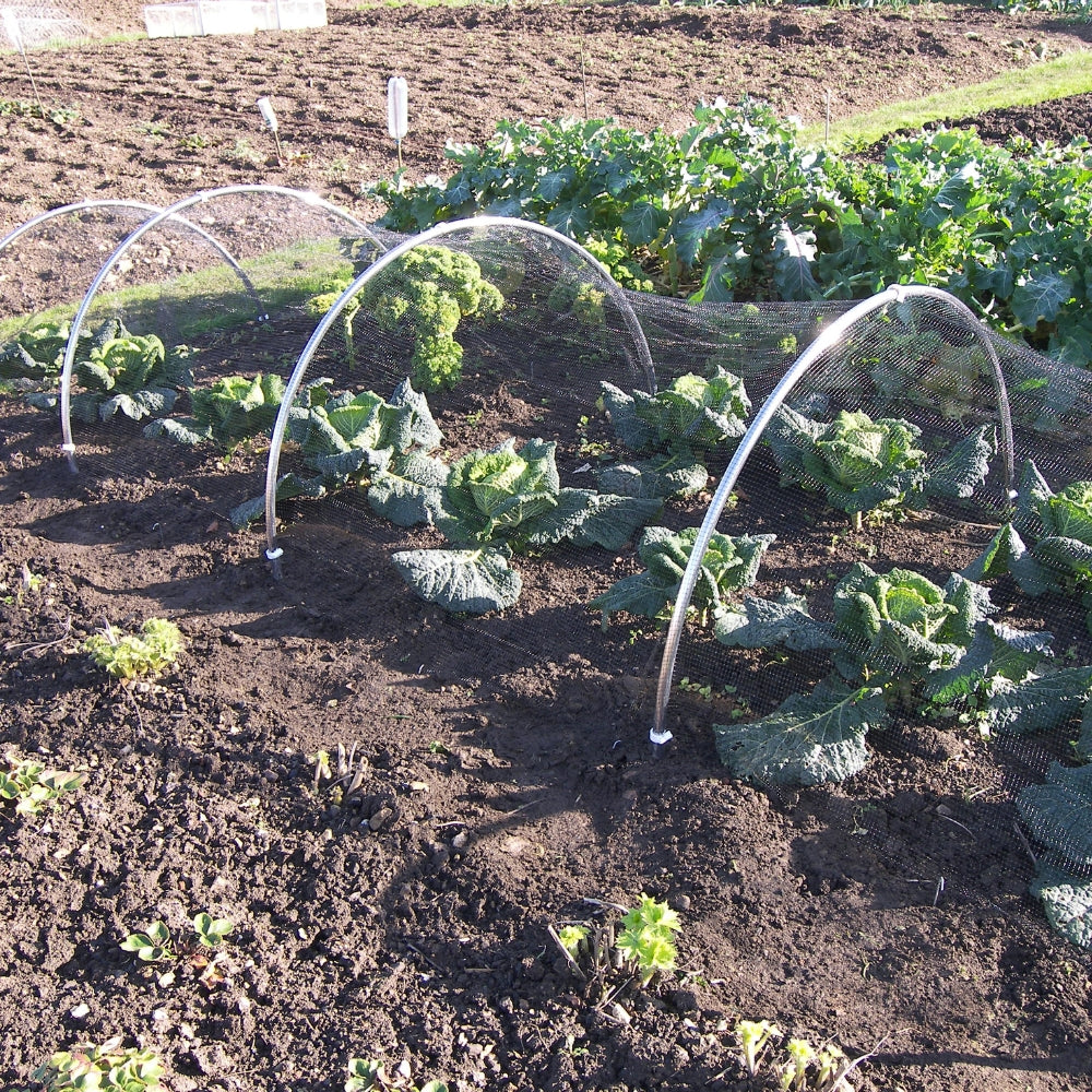 Vegetable garden in garden