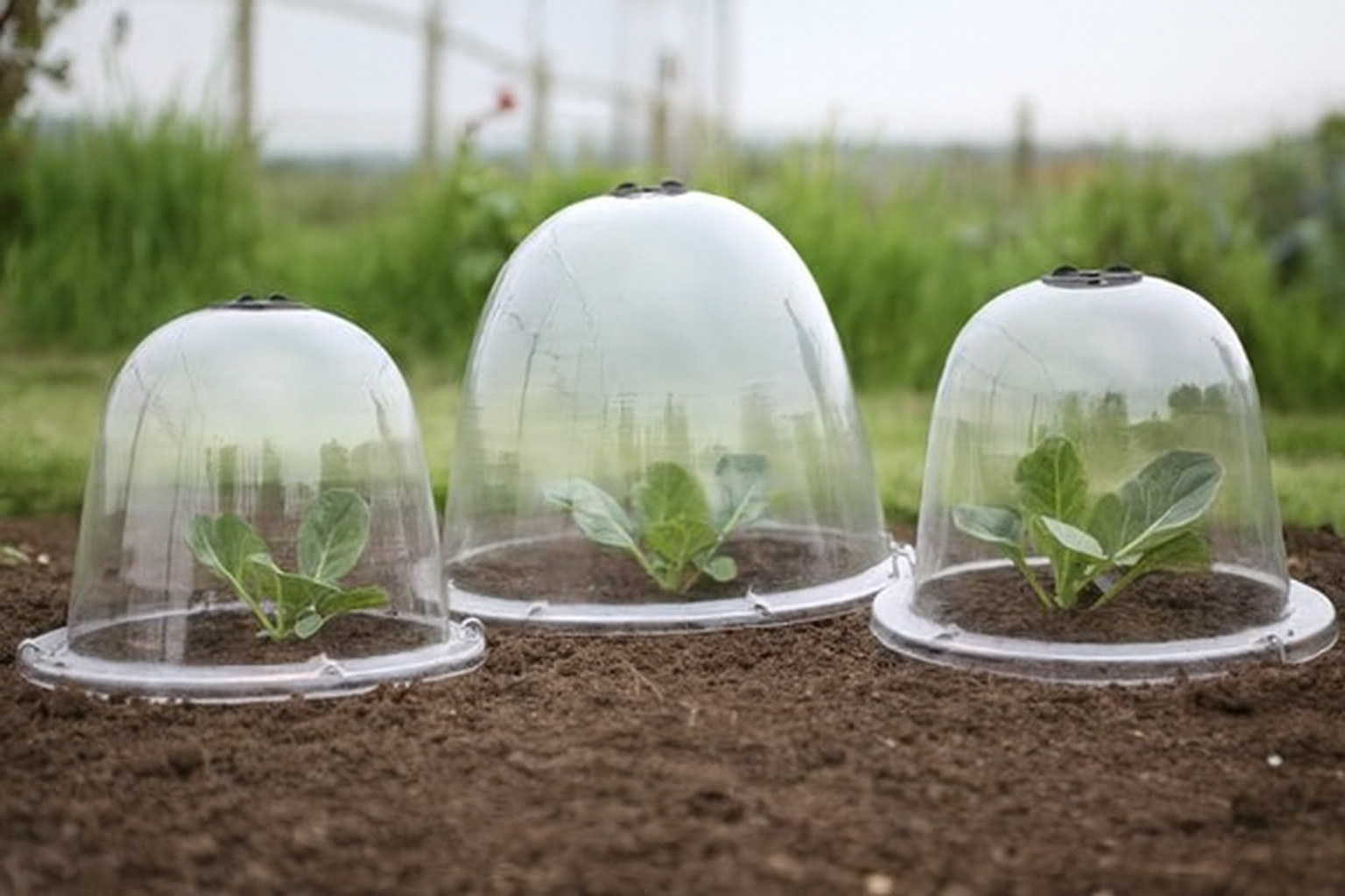 Bell cloches - three in a garden with small seedlings underneath