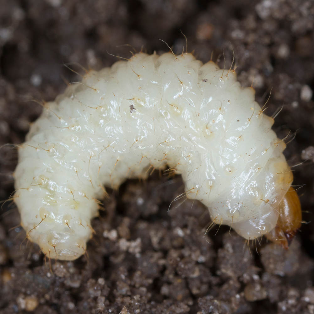 vine weevil larvae so you can identify problem
