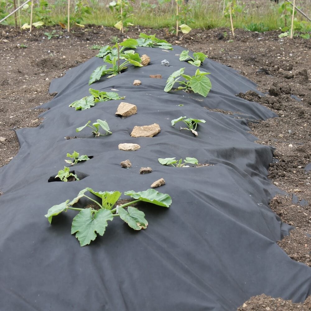 Vegetable garden with black fabric mulch and young plants