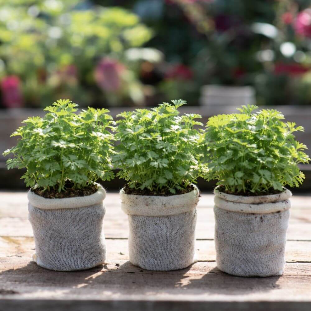 Three potted plants in gray pots on a wooden surface with a blurred garden background.