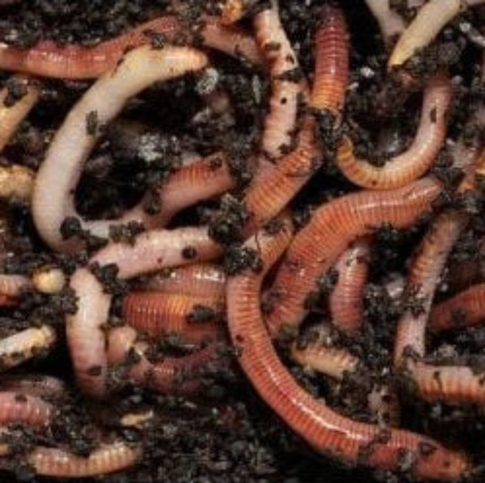 A close-up image of Tiger worms, also called Brandling worms, in a composting situation, feeding on organic waste.