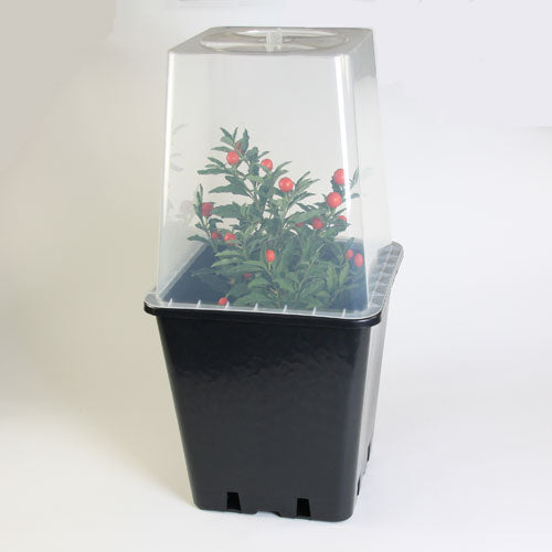 Quadgrow Clear Lid for 11ltr Pots pack of 4