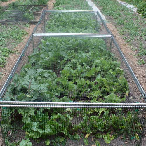 1' 6" High x 4' Wide Fruit Cage