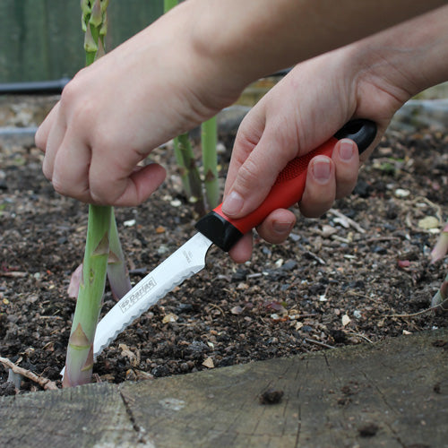 Darlac Harvesting And Asparagus Knife